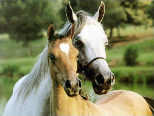 HORSE HEALTH 4; Tying-up and Azoturia.