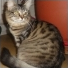 CHATONS12345