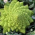 Romanesco