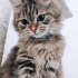 Chaton9364