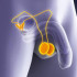 Testicule