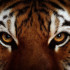 Tigerdragon