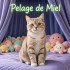 PelagedeMiel22