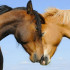 LioLove