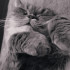 Meowru