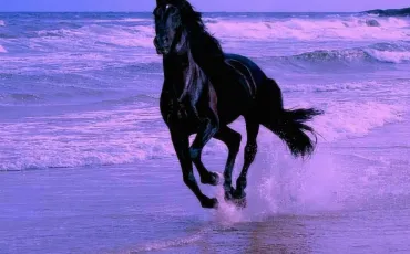 Thumbnail Chevaux