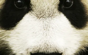 Thumbnail Animaux