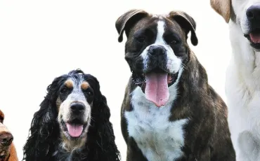 Thumbnail Chiens
