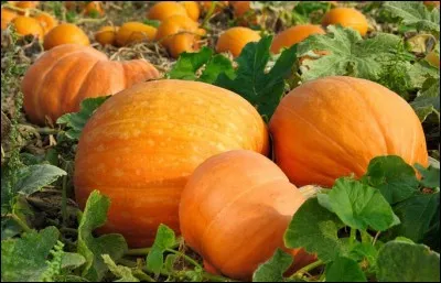 Whip coachman, find the princess!