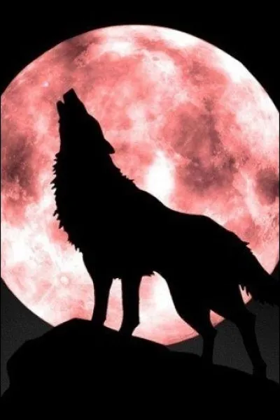 Which of these actors starred in The Wolf of Wall Street?