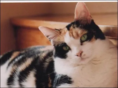 According to an expression, at night all cats are...