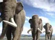 Test En quel animal vas-tu te réincarner ?