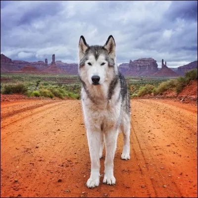Is Loki the wolfdog a wolf or a dog?
