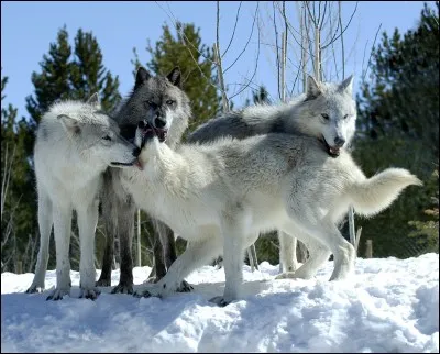 Wolves' tails are curly when :