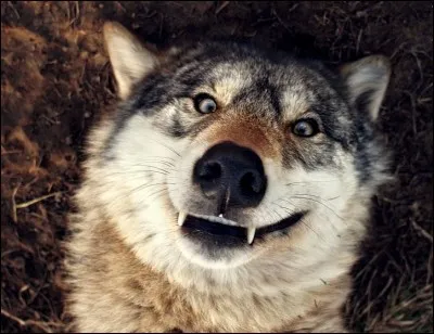 When someone attacks you, the wolf will :