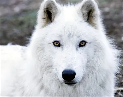 Arctic wolves are born :