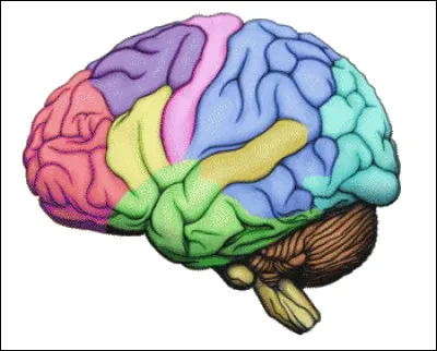 Which would you like to be your great knowledge area?