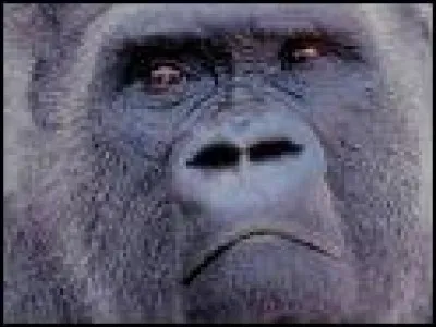 Which of these names is not a gorilla from the world of cinema/anime?