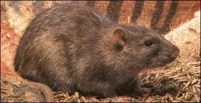 The answer is royal!