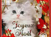 Quiz Noël avec nos amis les chats