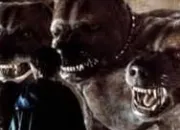 Test What Fictional Creature Is Your Ideal Pet?