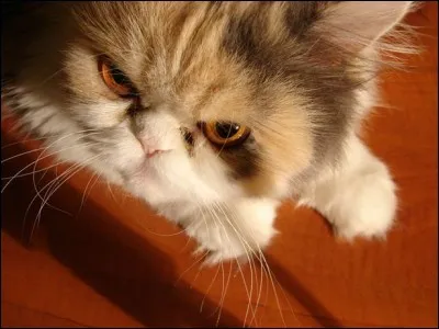 If your pet didn't obey you, how would you deal with it?