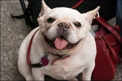 Your boyfriend/girlfriend would :