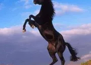 Quiz Es-tu une bonne cavalière ?