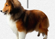 Quiz Dog breeds