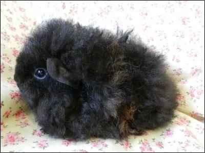 What other animal's name does this breed have?