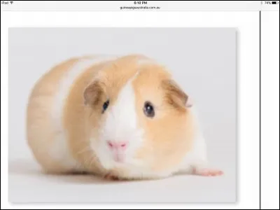 This breed is also the name of an other animal breed :