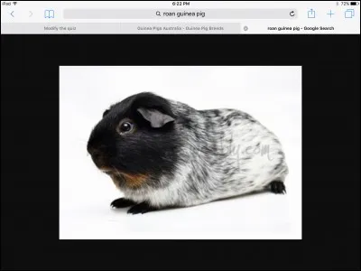 This breed should not be bred with a Dalmation Guinea pig :