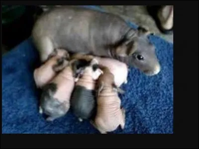 This breed is hairless :