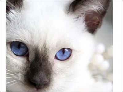 This breed can be confused with other similar breeds.