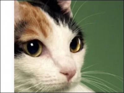 This breed has a tail more resembling a rabbit than a cat.