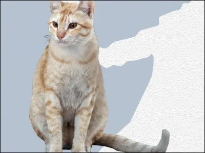 This breed ends with the word "Mau".