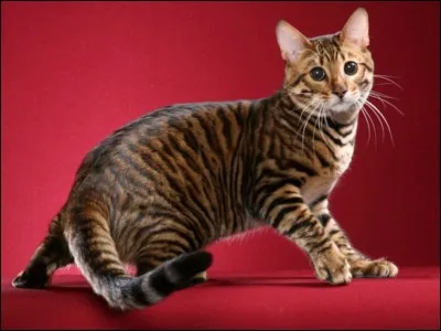 What cross breed is this?