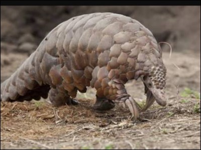 How many species of pangolins live in Africa?