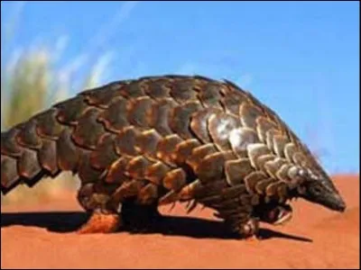 What does the word "pangolin" mean?