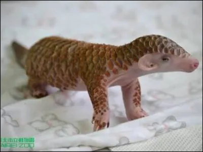 Do baby pangolins have soft scales?