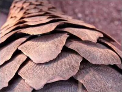 Is the material of the pangolin's scales the same material as human nails?