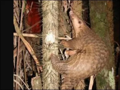 Do pangolins live in hollow trees or burrows?