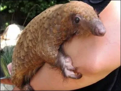 Can pangolins release a smelly chemical like skunks?