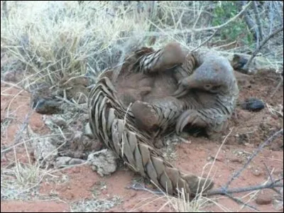 What sense is better? Smell or vision?