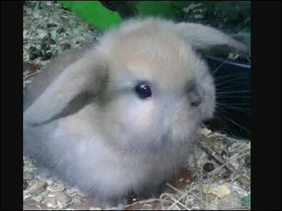 Is the "magic rabbit" even related to a rabbit?