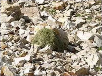 In which country does the "magic rabbit" live in?