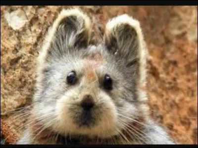 Was the discoverer of the "magic rabbit" asked to capture, breed and sell them as pets?