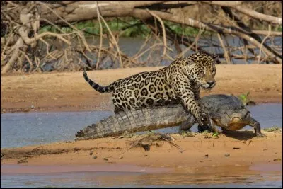 Find the name of a famous brand!