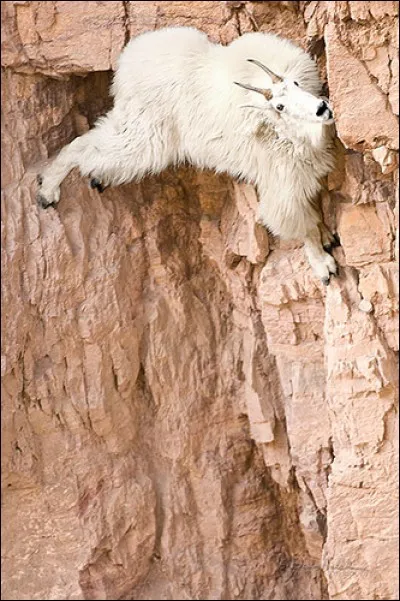 Find the title of a film starring Pierre Richard and Gerard Depardieu!