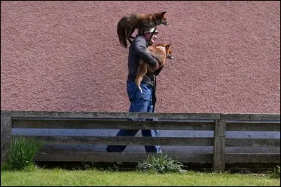 In which of these comics can you see the canid in the photo?